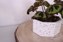 Carica l'immagine nel visualizzatore di Gallery, VASO PASCAL TERRAZZO BIANCO